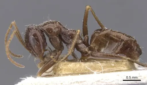 Cataglyphis emeryi - CASENT0912192