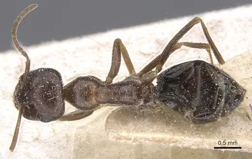 Cataglyphis emeryi - CASENT0912193