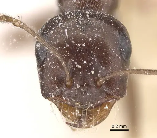 Cataglyphis emeryi - CASENT0912193