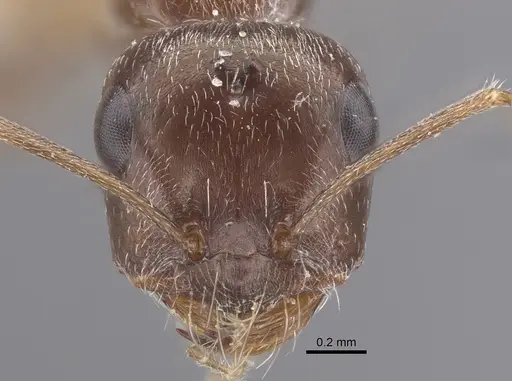 Cataglyphis emeryi - CASENT0917345