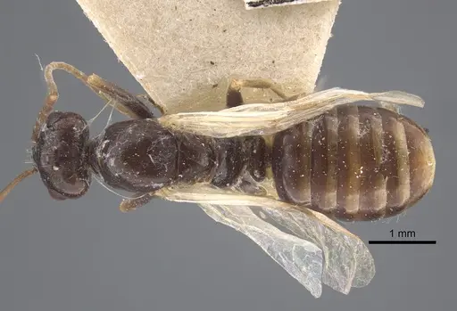 Cataglyphis emeryi - CASENT0917346