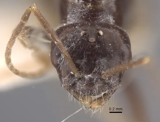 Cataglyphis emeryi - CASENT0917346