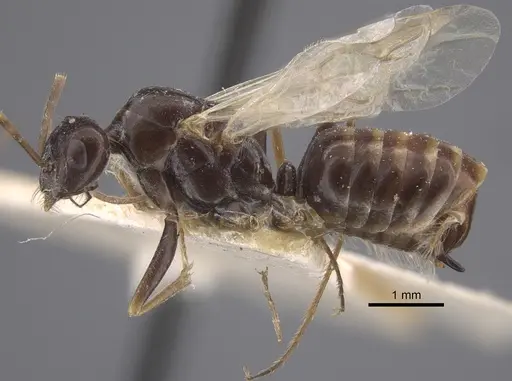 Cataglyphis emeryi - CASENT0917346