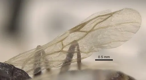 Cataglyphis emeryi - CASENT0917346