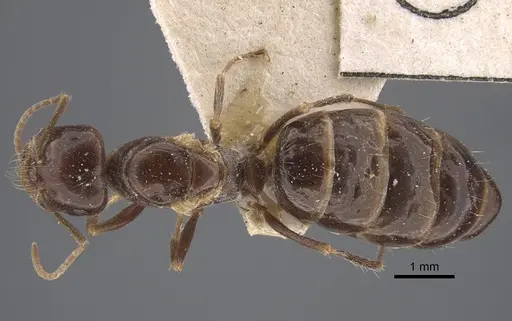 Cataglyphis emeryi - CASENT0917347