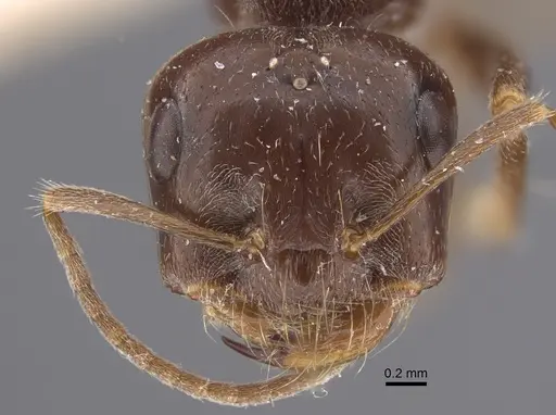 Cataglyphis emeryi - CASENT0917347