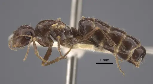 Cataglyphis emeryi - CASENT0917347