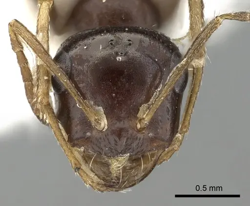 Cataglyphis emmae specimen