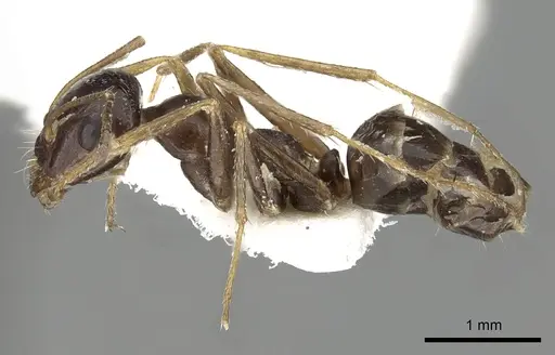 Cataglyphis emmae specimen