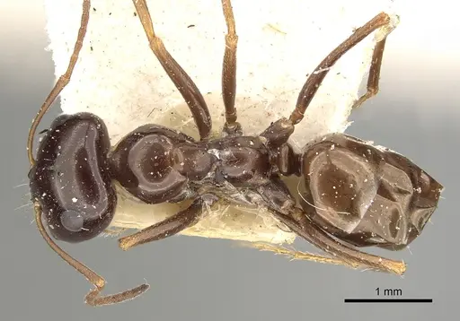 Cataglyphis emmae - CASENT0249886