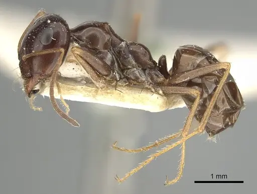 Cataglyphis emmae - CASENT0249886