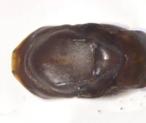 Cataglyphis emmae - CASENT0823290