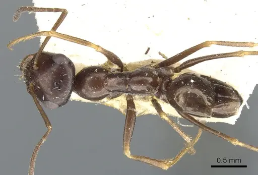 Cataglyphis emmae - CASENT0903290