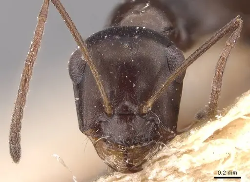 Cataglyphis emmae - CASENT0905715