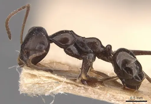 Cataglyphis emmae - CASENT0905715