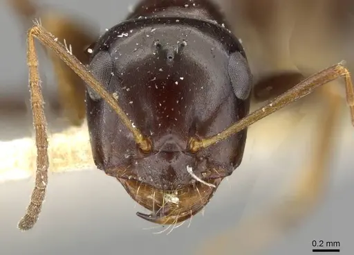 Cataglyphis emmae - CASENT0911097