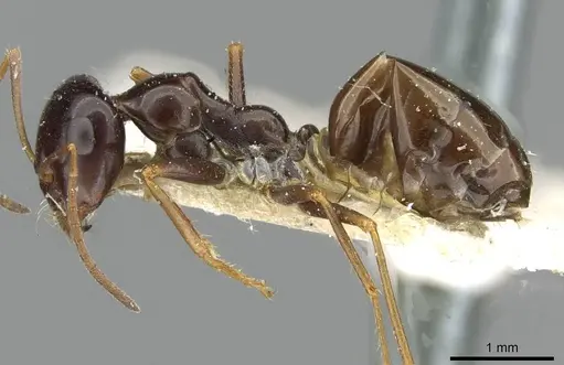 Cataglyphis emmae - CASENT0911097