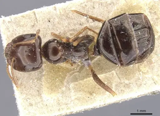 Cataglyphis emmae - CASENT0912194