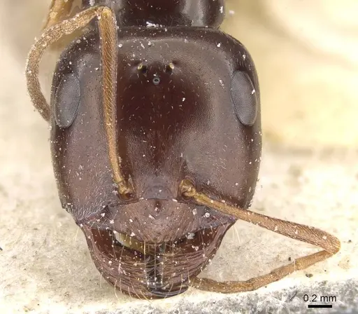 Cataglyphis emmae - CASENT0912194