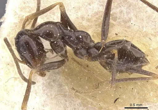 Cataglyphis emmae - CASENT0912195