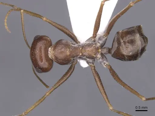 Cataglyphis espadaleri specimen