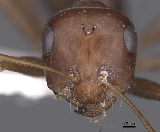 Cataglyphis espadaleri specimen