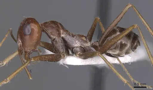 Cataglyphis espadaleri specimen