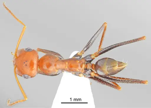 Cataglyphis fici specimen