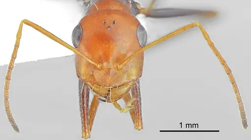 Cataglyphis fici specimen