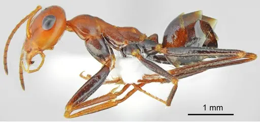 Cataglyphis fici specimen