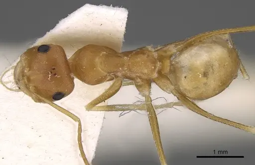 Cataglyphis fisheri specimen