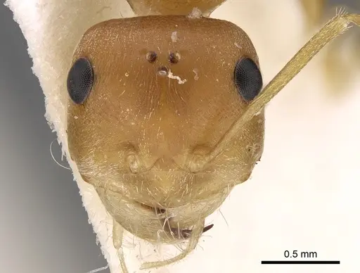 Cataglyphis fisheri specimen