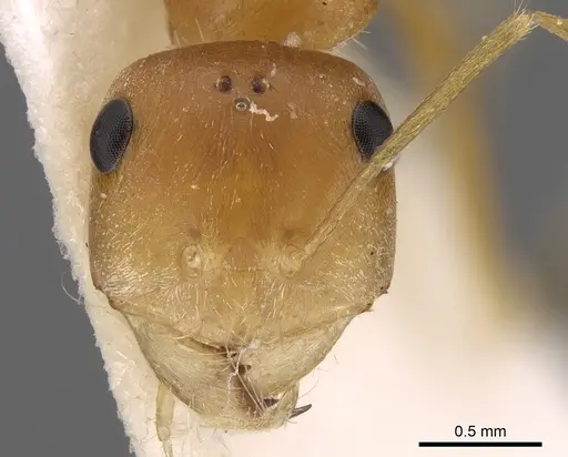 Cataglyphis fisheri specimen