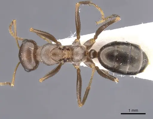 Cataglyphis floricola specimen