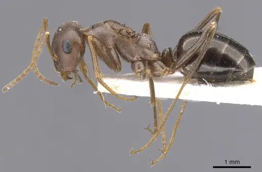 Cataglyphis floricola specimen