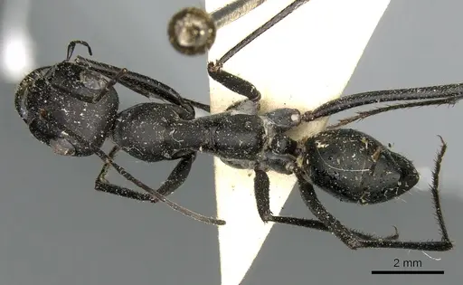 Cataglyphis foreli specimen