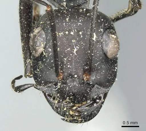 Cataglyphis foreli specimen