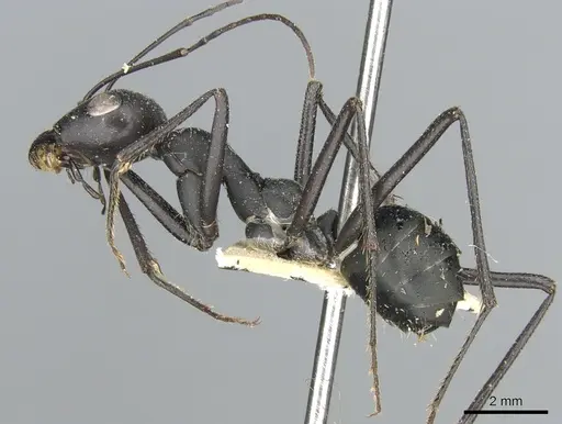 Cataglyphis foreli specimen