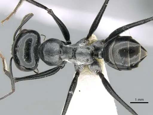 Cataglyphis fortis specimen