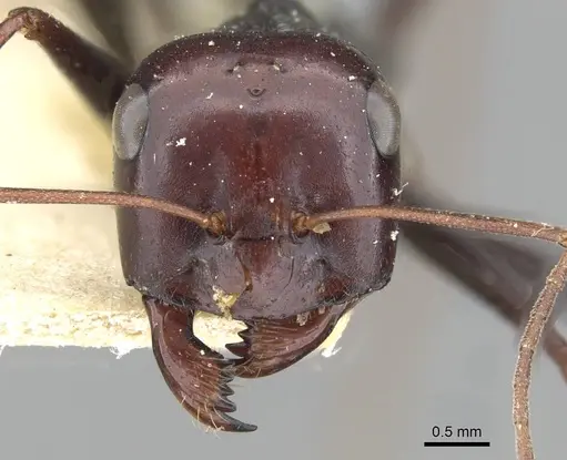 Cataglyphis fortis - CASENT0911098