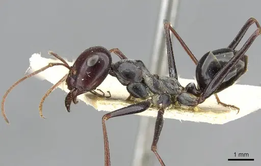 Cataglyphis fortis - CASENT0911098