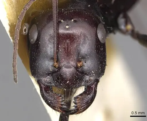 Cataglyphis fortis - CASENT0915498