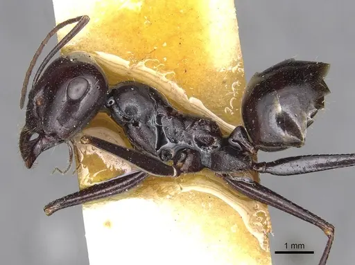 Cataglyphis fortis - CASENT0915498