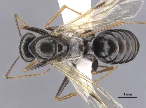 Cataglyphis fossilis specimen