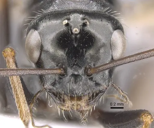 Cataglyphis fossilis specimen