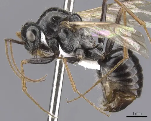 Cataglyphis fossilis specimen