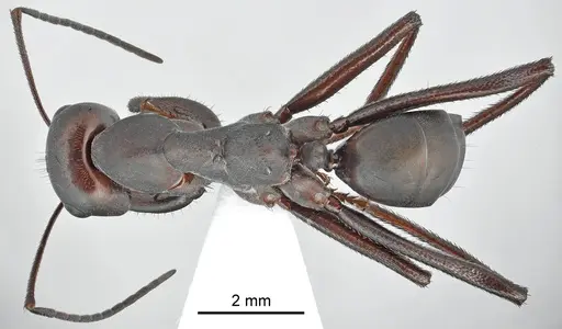 Cataglyphis fritillariae specimen