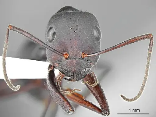 Cataglyphis fritillariae specimen