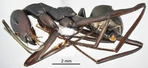 Cataglyphis fritillariae specimen