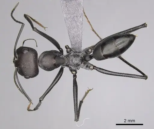 Cataglyphis holgerseni specimen